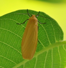 Eilema sororcula