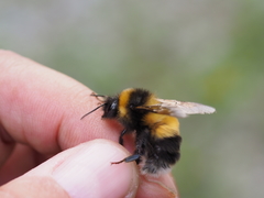 Bombus sporadicus