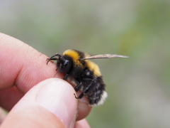 Bombus sporadicus