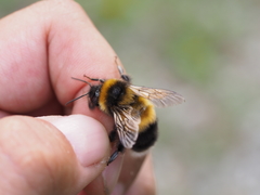 Bombus sporadicus