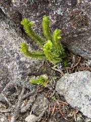 Huperzia appressa