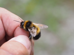 Bombus sporadicus