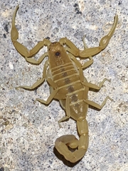 Centruroides vittatus