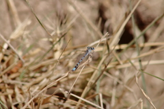 Enallagma cyathigerum