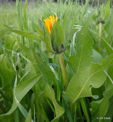Wyethia glabra