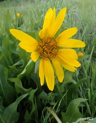 Wyethia glabra