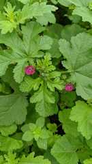 Fuertesimalva peruviana