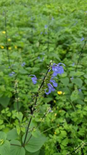 Salvia paposana