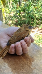 Pachyramphus homochrous