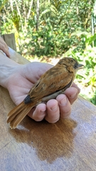 Pachyramphus homochrous