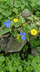 Commelina fasciculata