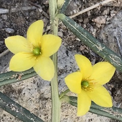 Talinum polygaloides