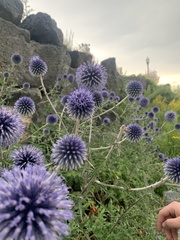 Echinops