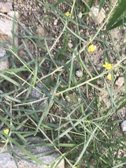 Talinum polygaloides