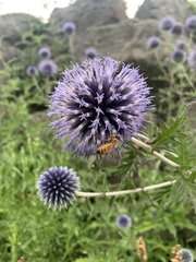 Echinops
