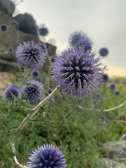 Echinops