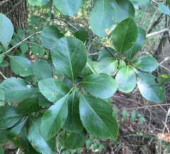 Crataegus reverchonii