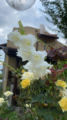 Gladiolus × hortulanus