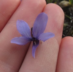 Viola decumbens decumbens