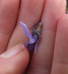 Viola decumbens decumbens