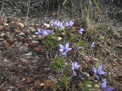 Viola decumbens decumbens