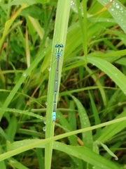 Pseudagrion decorum