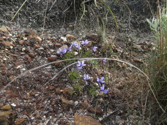 Viola decumbens decumbens