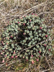 Eriogonum thymoides