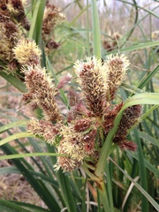 Cyperus thunbergii