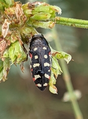 Acmaeodera gibbula