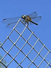 Pachydiplax longipennis