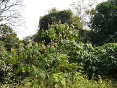 Clerodendrum infortunatum
