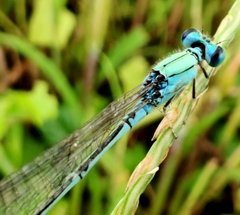 Pseudagrion decorum
