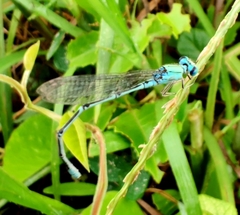 Pseudagrion decorum
