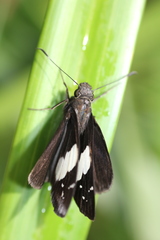 Notocrypta feisthamelii