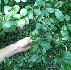 Crataegus reverchonii