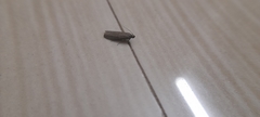 Lepidoptera