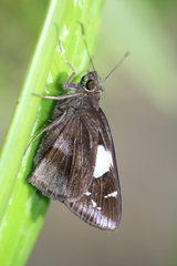 Notocrypta feisthamelii