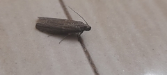 Lepidoptera