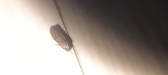 Lepidoptera