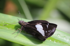 Notocrypta feisthamelii