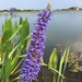 Pickerelweed - Photo (c) Karen Willard, some rights reserved (CC BY-NC)