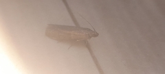 Lepidoptera
