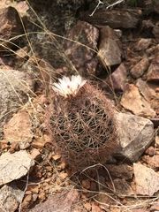 Echinomastus intertextus dasyacanthus