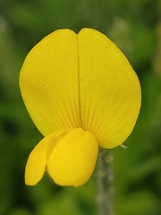 Genista maderensis