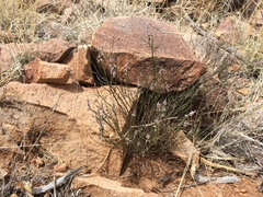 Polygala scoparioides