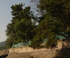 Pinus brutia pityusa