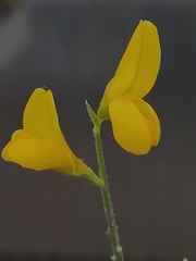 Genista maderensis