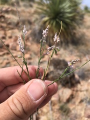 Polygala scoparioides