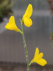 Genista maderensis